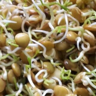 Sprout Seeds