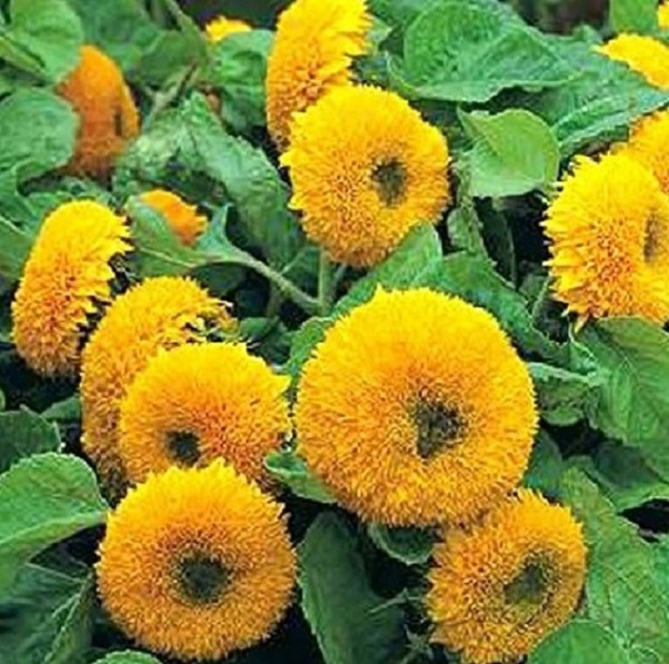 Teddy Bear Pure Sungold Sunflower Seeds