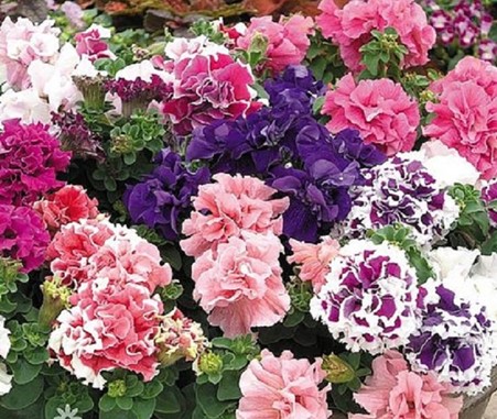 Petunia Orchid Flowered Mixed F1 Hybrid Seeds