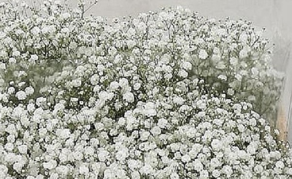 Gypsophilia Xlence White Seeds