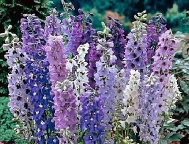 Delphinium Traditional Evening Shades Mix Seeds