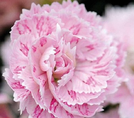 Dianthus Dynasty Pink Magic Mix Seeds