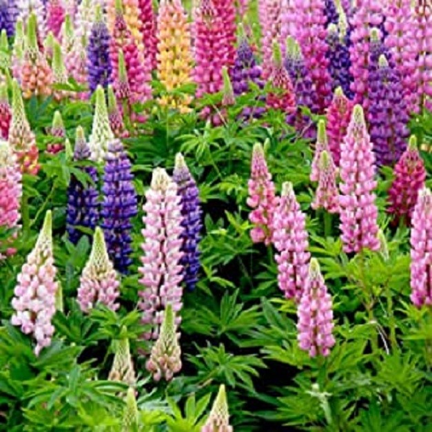 Lupin Mix Rustic Natural Flower Seeds