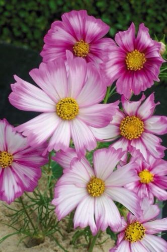 Cosmos Pink Candy Stripe Seeds