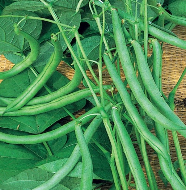 Heirloom Traditional Climbing French Bean seeds 