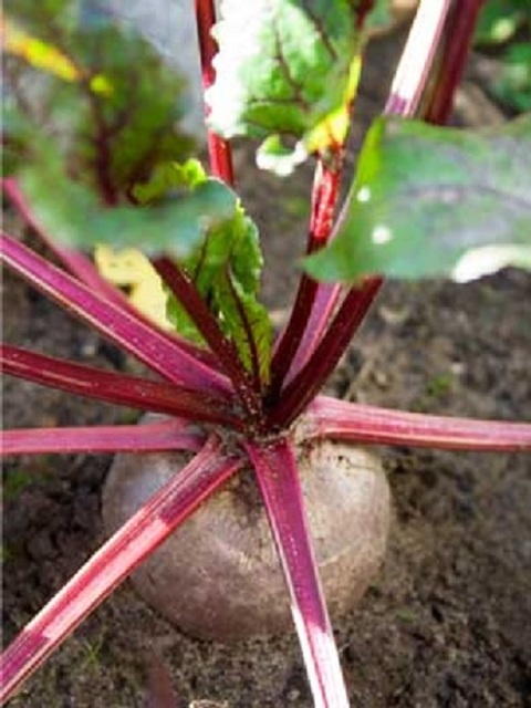 Heirloom Sanguina Beetroot Seeds