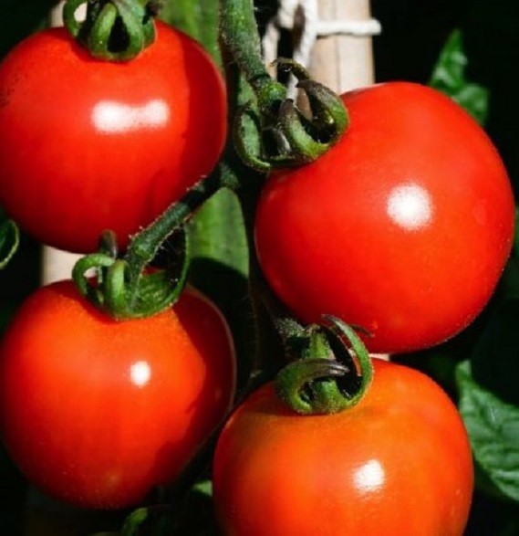 Heirloom Alicante Tomato Seeds
