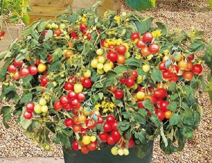 Heirloom Bushy Cherry Red Tomato Seeds