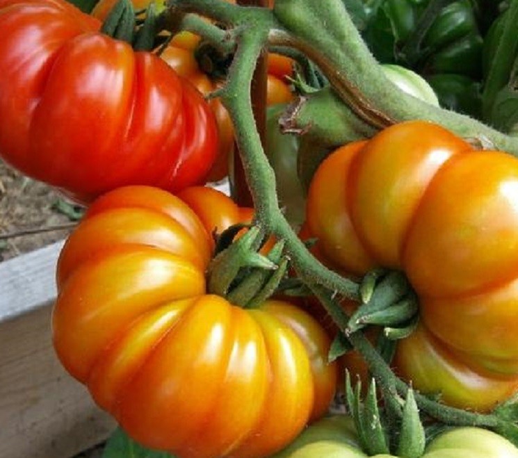 Heirloom Cuostralee Tomato Seeds