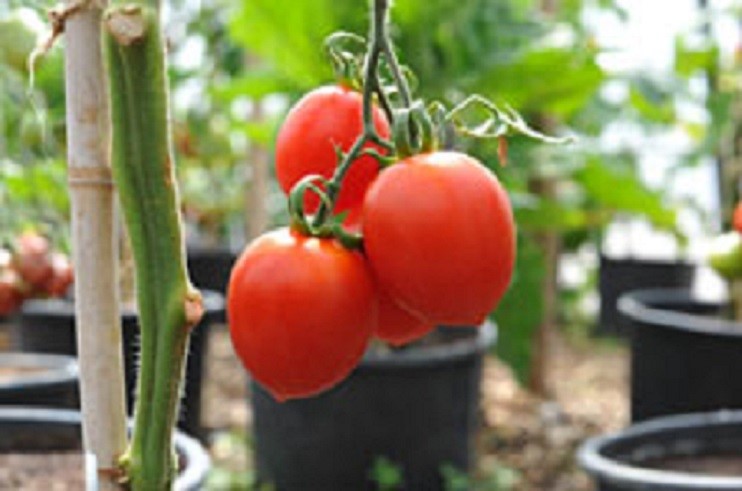 De Barao Polosatyi Tomato Seeds