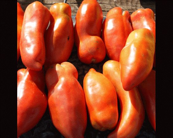 Heirloom Tomato Federle Seeds