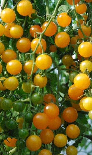 Gold Rush Currant Tomato Seeds