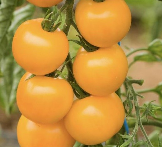 Golden Queen Tomato Seeds