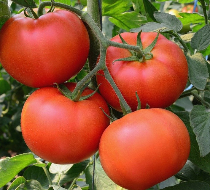 Heirloom Red Heart Tomatoes