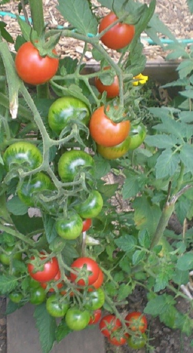 Heirloom 'Tommy Toe' Tomato seeds