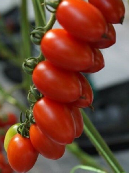 Heirloom Italian Plum Tomato Seeds