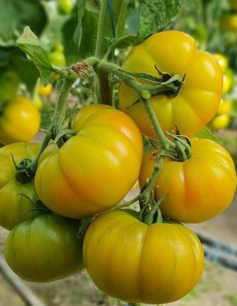 Heirloom Beaut' Blanche Tomato Seeds