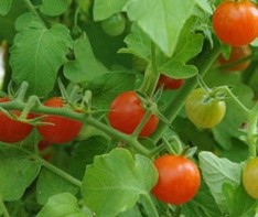 Old Fashion Heirloom Sweet Pea Currant Tomato Seeds