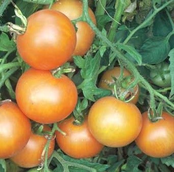 Heirloom Tangella Tomatoes Seeds