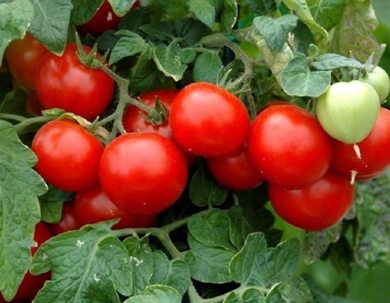 Heritage Tomato Ailsa Seeds