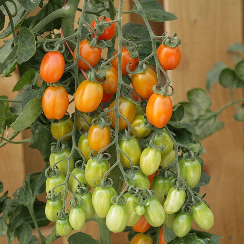 Heritage Apricot Tomato Seeds