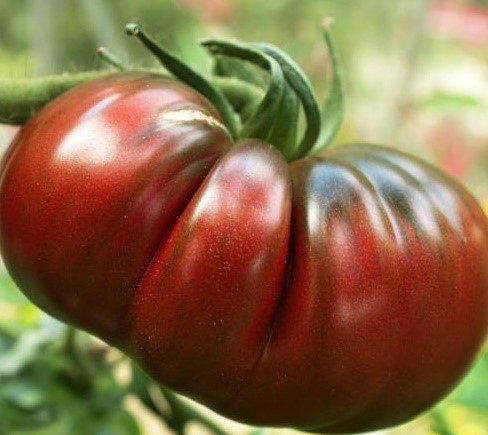 Heritage Black Russian Tomato Seeds