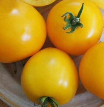 Heritage Tomato Morden Yellow Seeds
