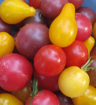 Heirloom Tomato Rainbow Cherry Mix