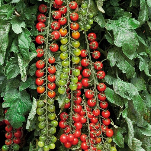 Heirloom Tomato Rapunzel Seeds