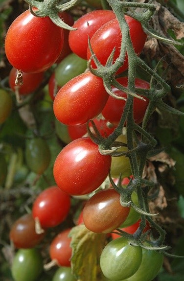 Heirloom Tomato Rosalita Seeds