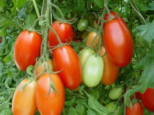 Heirloom Tomato Scatalone Seeds