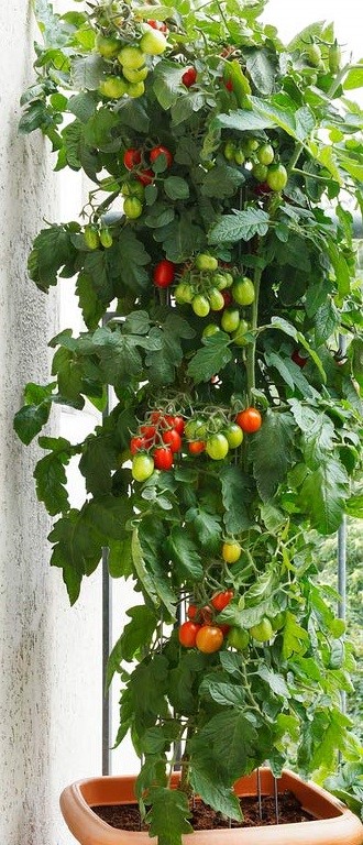 Heirloom Tomato 'Gartenperle' Seeds