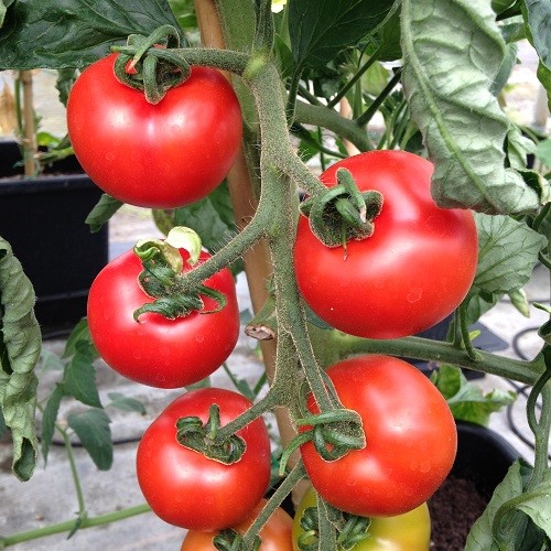 Heirloom Old Traditional Tomato Shirley Seeds