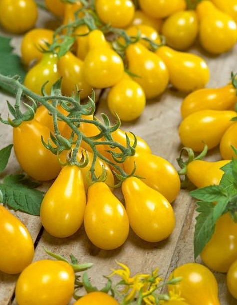 Heirloom Yellow Pear Tomato Seeds