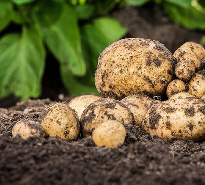 Old Heritage Golden Agria Seed Potatoes
