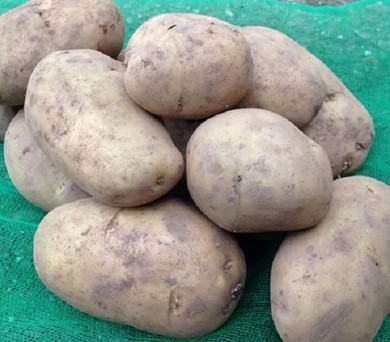 Heritage Old Traditional Jersey Benne Seed Potatoes