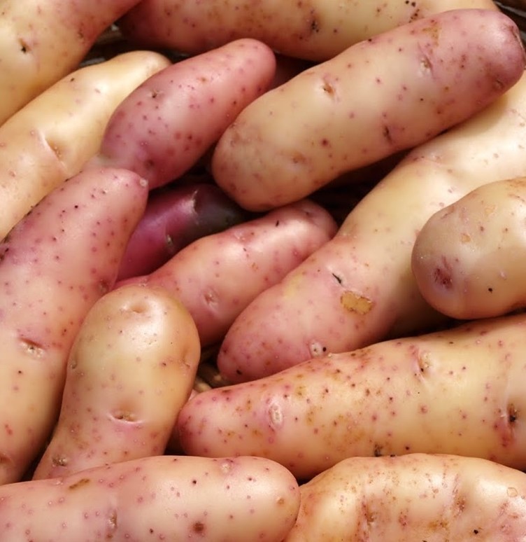 Heritage Pink Fir Apple Seed Potatoes 