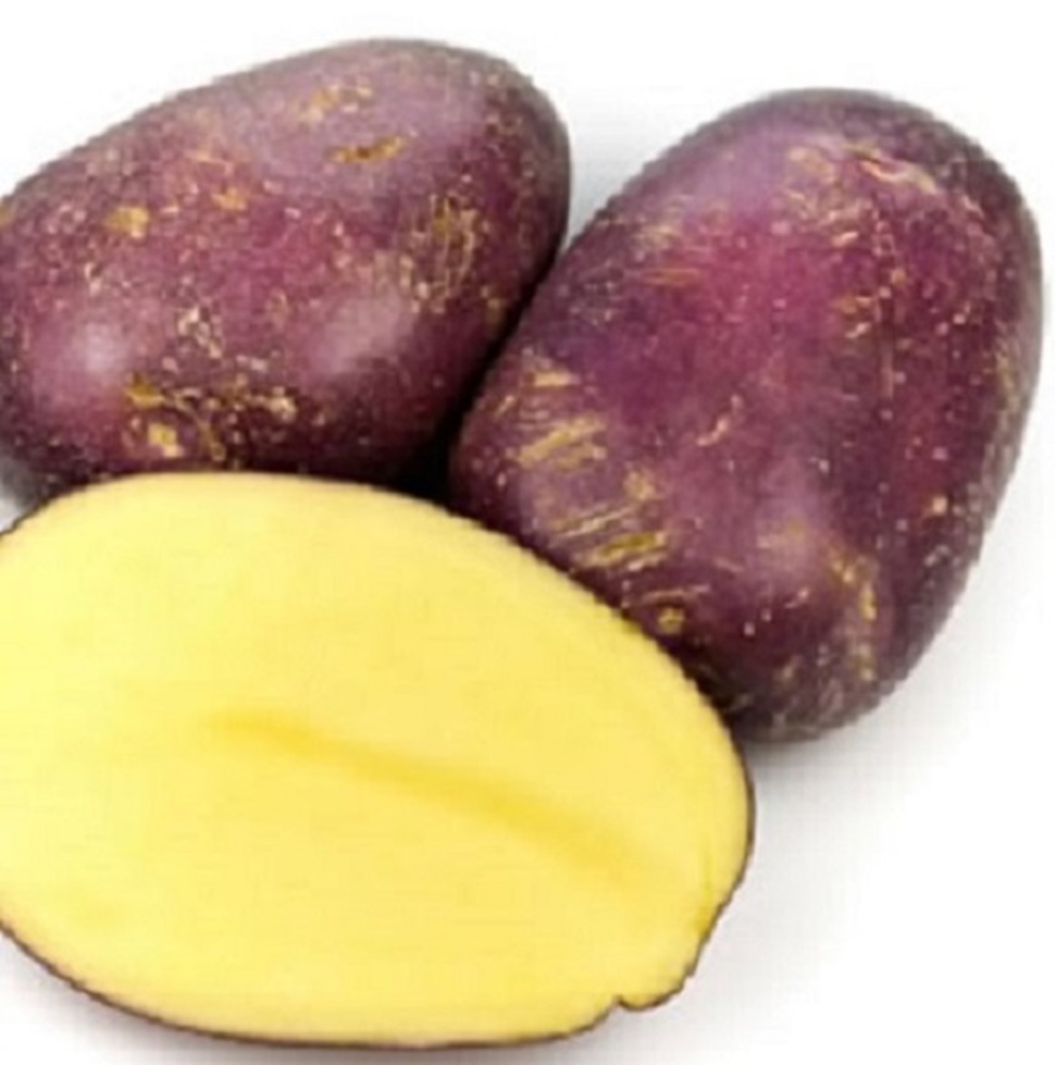 Heritage Old Traditional Red Pontiac Seed Potatoes