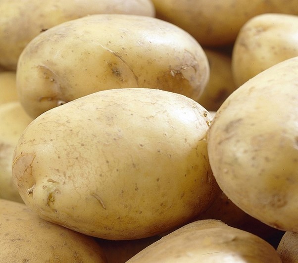Old Traditional Rocket Seed Potatoes
