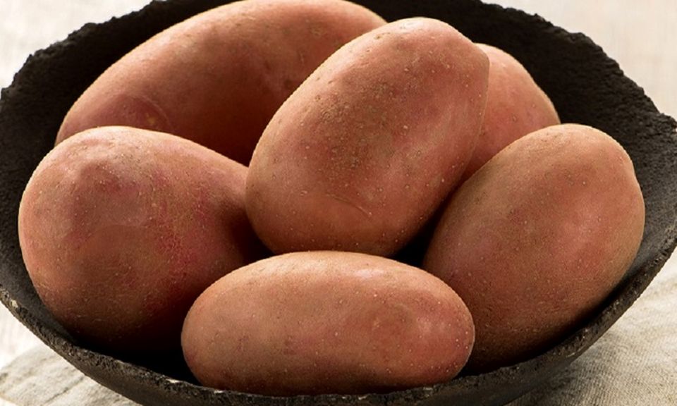 Heritage Red Sanibel Seed Potatoes