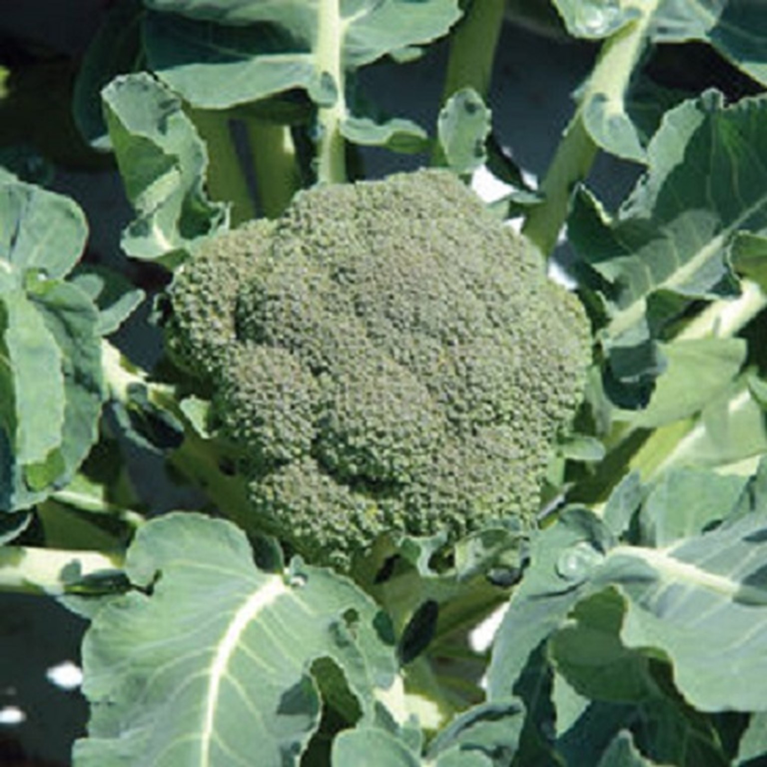 Heirloom Broccoli Belstar Seeds
