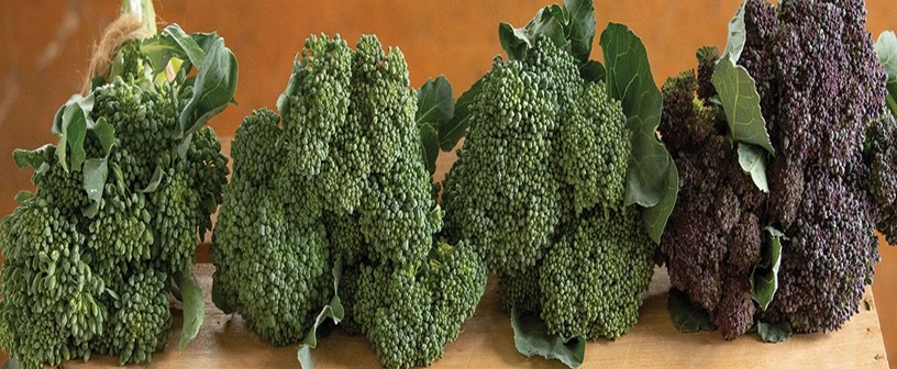 Heirloom Broccoli Mini Mix Seeds