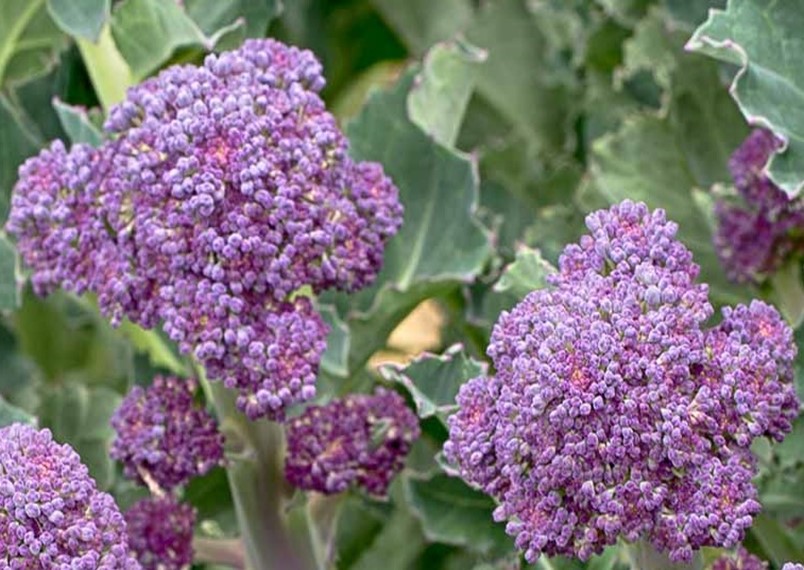 Purple Sprouting Broccoli Seeds