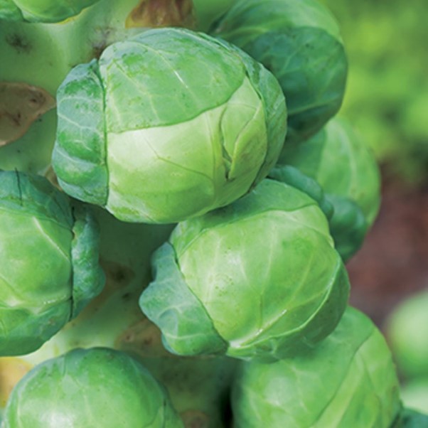 Brussels Sprouts Dagan Seeds