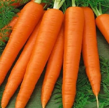 Carrot Sweet Candle Seeds