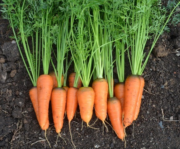 Carrot Oxhella Seeds