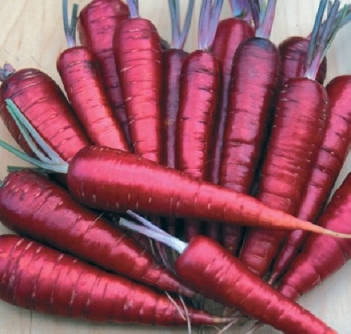 Carrot Purple Sun Seeds