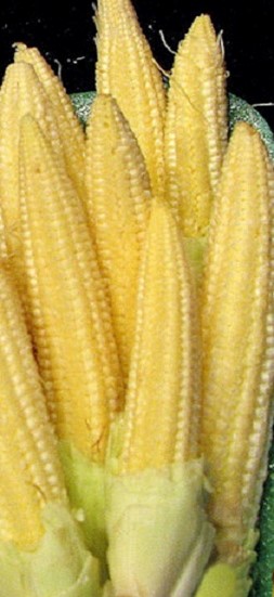 Dwarf Golden Corn Seeds