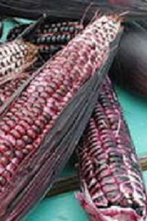 Sweet Corn Double Red Seeds