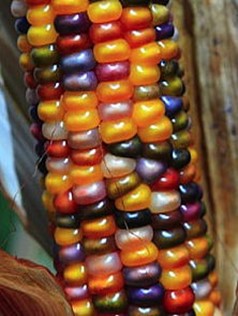 Heirloom Rainbow Gem Corn Seeds